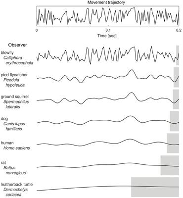 A Mechanism of Synaptic Clock Underlying Subjective Time Perception